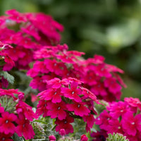 Verbena