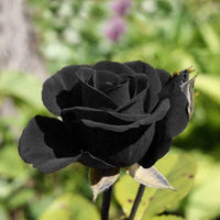 BLACK ROSE