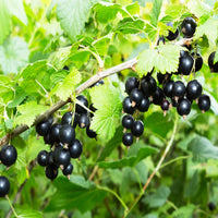Black Currant