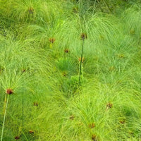 CYPERUS PAPYRUS