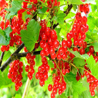 Red currant
