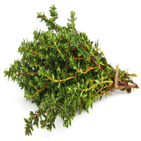 Thyme