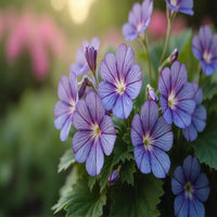 Geranium