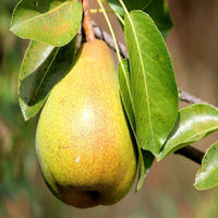 Pear