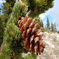 Pine Tree