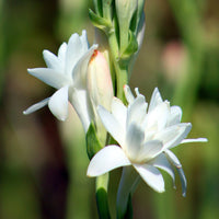 Tuberose